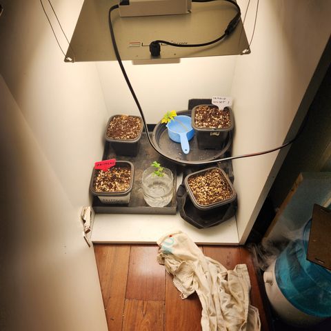 Zkittlez 2  growlog timeline photo