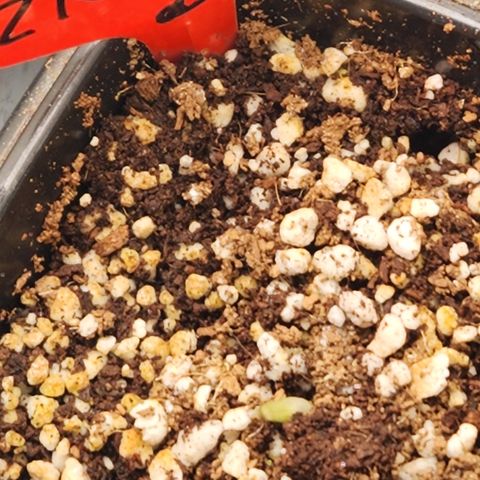 Zkittlez 2  growlog timeline photo