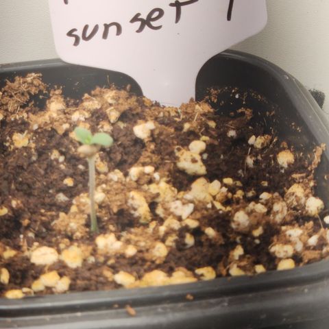 Tangie sunset 1 growlog timeline photo