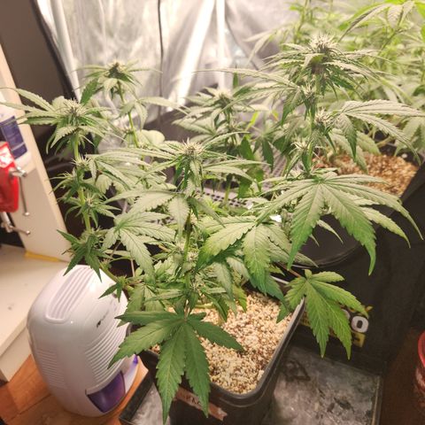 Red skunk growlog timeline photo