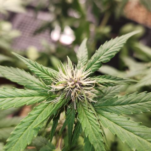 Red skunk growlog timeline photo