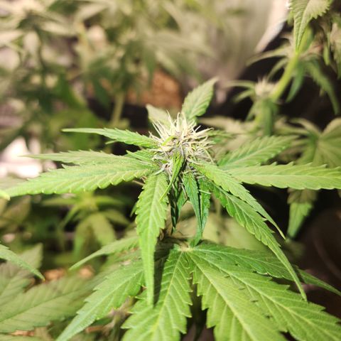 Red skunk growlog timeline photo
