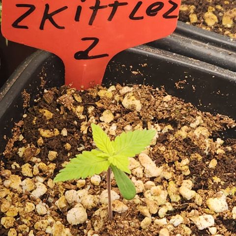 Zkittlez 2  growlog timeline photo