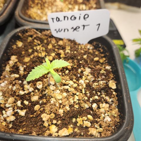 Tangie sunset 1 growlog timeline photo