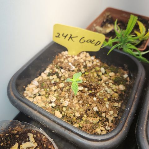 24 k gold  growlog timeline photo