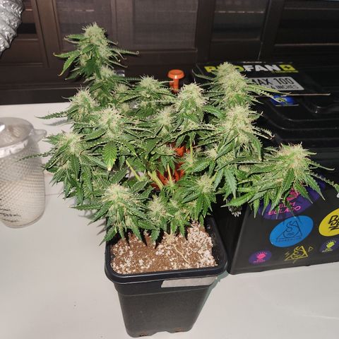 Afghan BSB growlog timeline photo