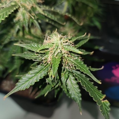 Afghan BSB growlog timeline photo