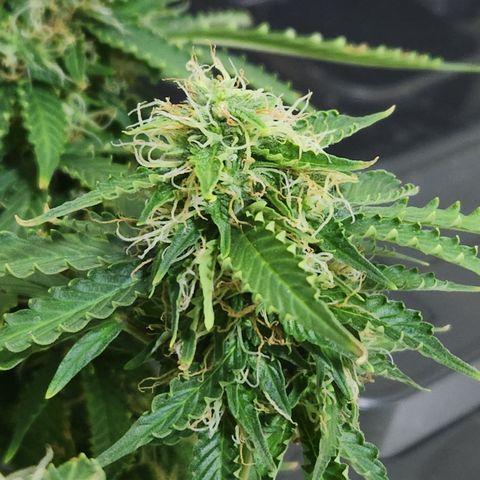 Afghan BSB growlog timeline photo