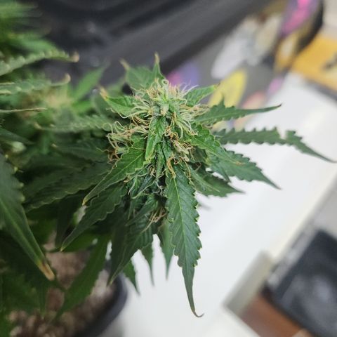 Afghan BSB growlog timeline photo