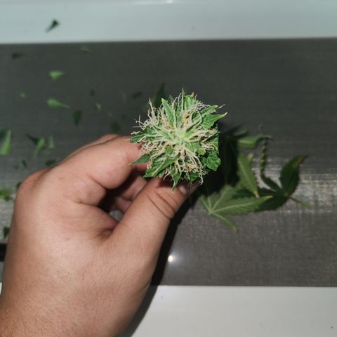 Afghan BSB growlog timeline photo