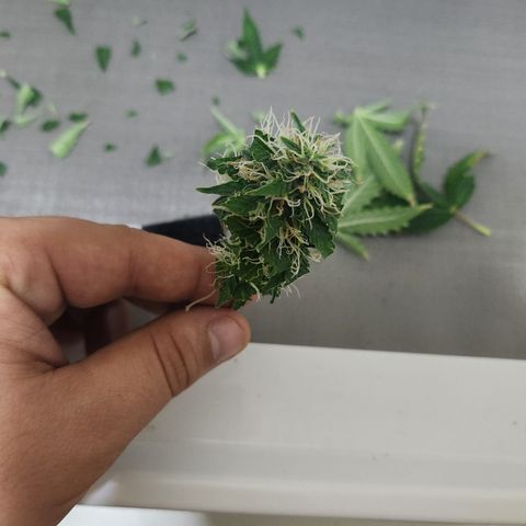 Afghan BSB growlog timeline photo