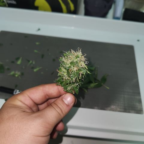 Afghan BSB growlog timeline photo