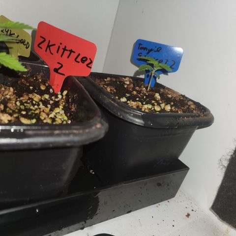 Zkittlez 2  growlog timeline photo