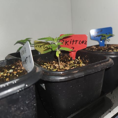Zkittlez 2  growlog timeline photo
