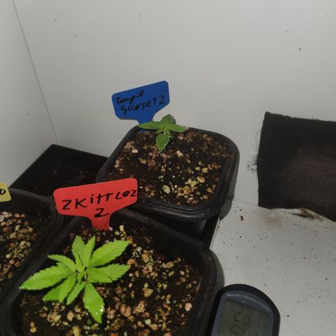 Zkittlez 2  growlog timeline photo