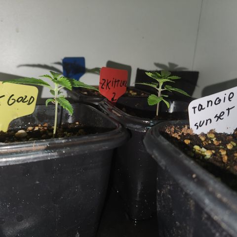 Zkittlez 2  growlog timeline photo