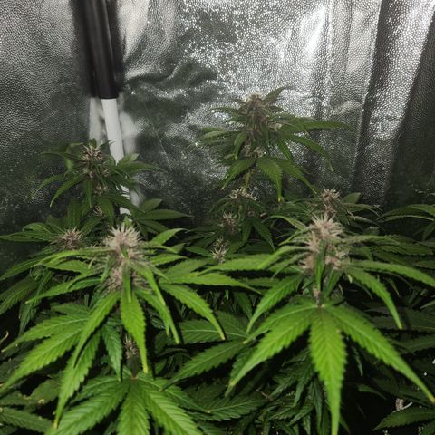 Red skunk growlog timeline photo