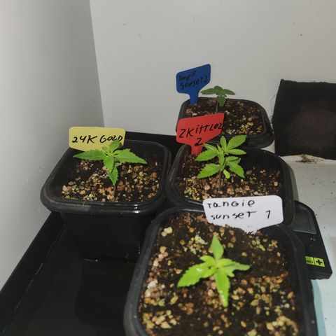 Zkittlez 2  growlog timeline photo