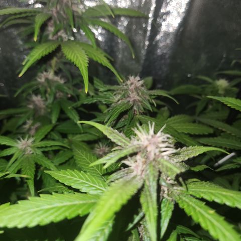 Red skunk growlog timeline photo