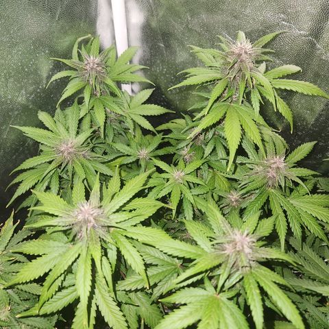 Red skunk growlog timeline photo