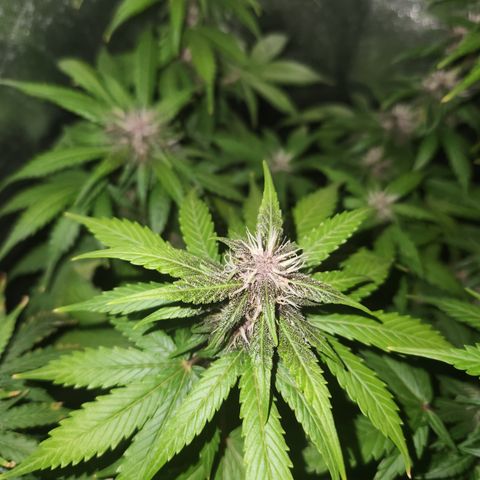 Red skunk growlog timeline photo