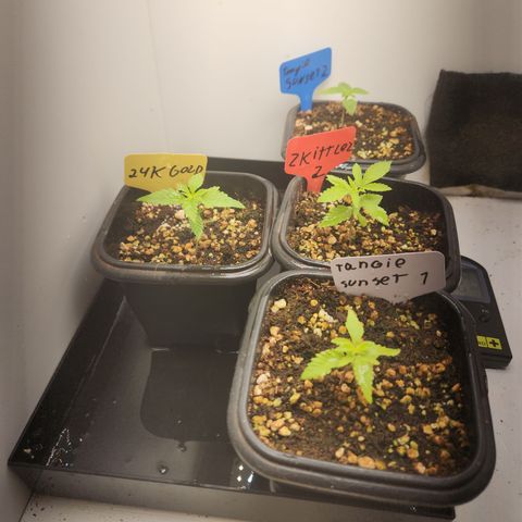 Zkittlez 2  growlog timeline photo