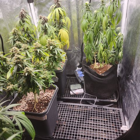 Afghan BSB growlog photo: 4 dias sem água (expo)