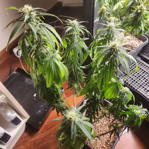 Afghan BSB growlog photo: 4 dias sem água (expo)