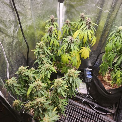 Afghan BSB growlog photo: 4 dias sem água (expo)