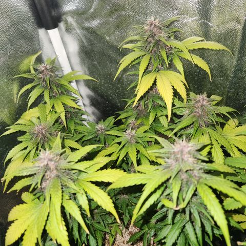 Afghan BSB growlog timeline photo