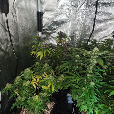 Afghan BSB growlog timeline photo