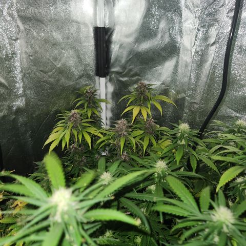 Afghan BSB growlog timeline photo