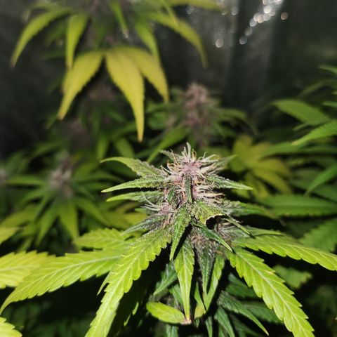 Afghan BSB growlog timeline photo