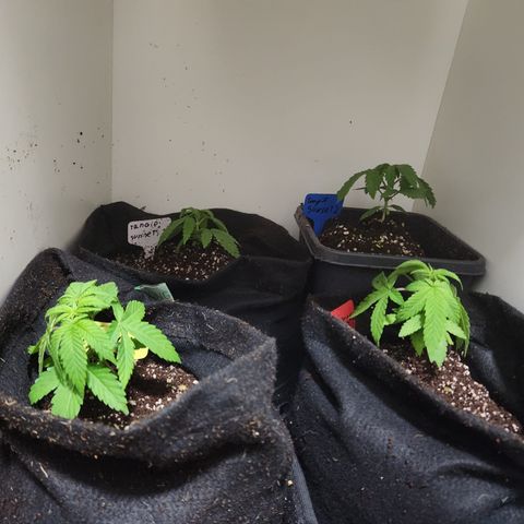 Zkittlez 2  growlog timeline photo