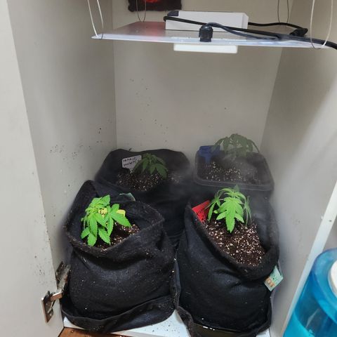 Zkittlez 2  growlog timeline photo