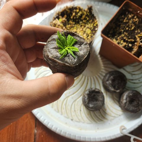 Zkittlez 2  growlog timeline photo
