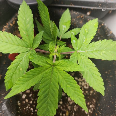 Zkittlez 2  growlog timeline photo