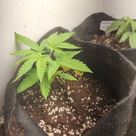 24 k gold  growlog timeline photo