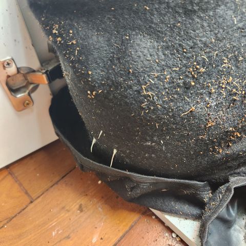 24 k gold  growlog photo: 5 dias do replante e a baixa tá como