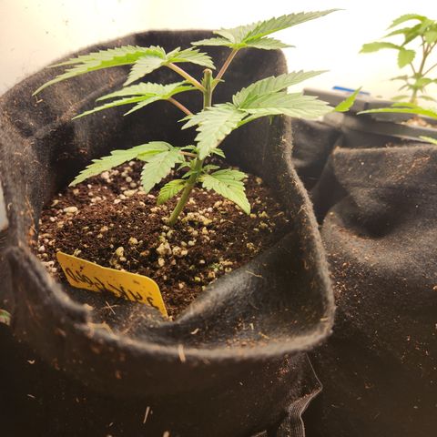 24 k gold  growlog photo: 5 dias do replante e a baixa tá como