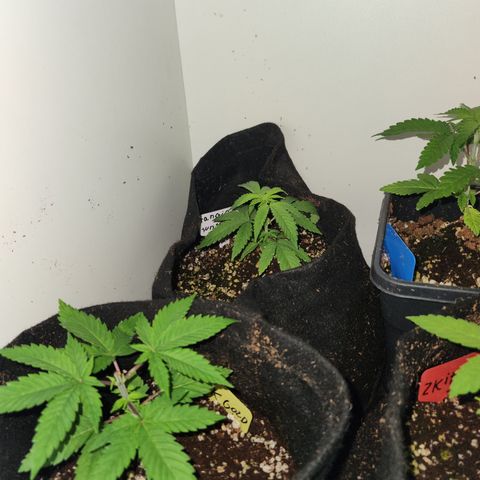 Zkittlez 2  growlog timeline photo