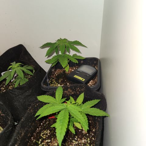 Zkittlez 2  growlog timeline photo
