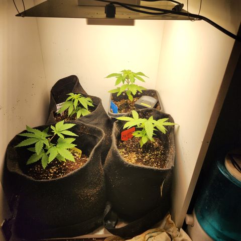 Zkittlez 2  growlog timeline photo