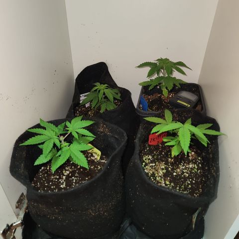 Zkittlez 2  growlog timeline photo
