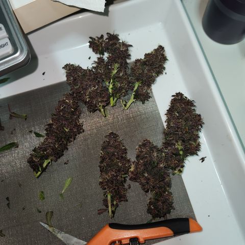 Red skunk growlog timeline photo