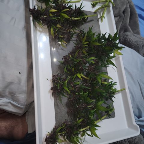 Red skunk growlog photo: Colheita final, vou pesar após a secagem 