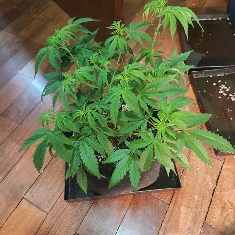 Tangie sunset 1 growlog timeline photo