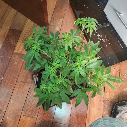 Tangie sunset 1 growlog timeline photo