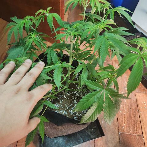 Tangie sunset 1 growlog timeline photo