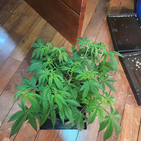 Tangie sunset 1 growlog timeline photo